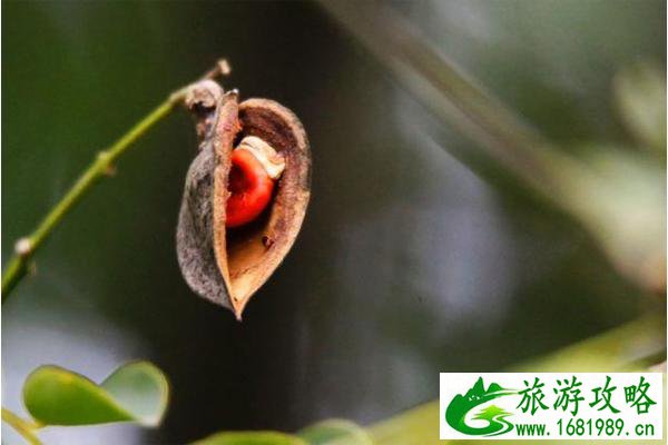 江阴顾山红豆村八大碗都有哪些菜 江阴顾山红豆村八大碗都有哪些菜