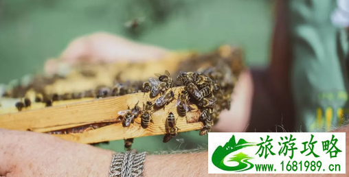 来拉脱维亚有哪些特色美食 拉脱维亚有哪些美食不能错过