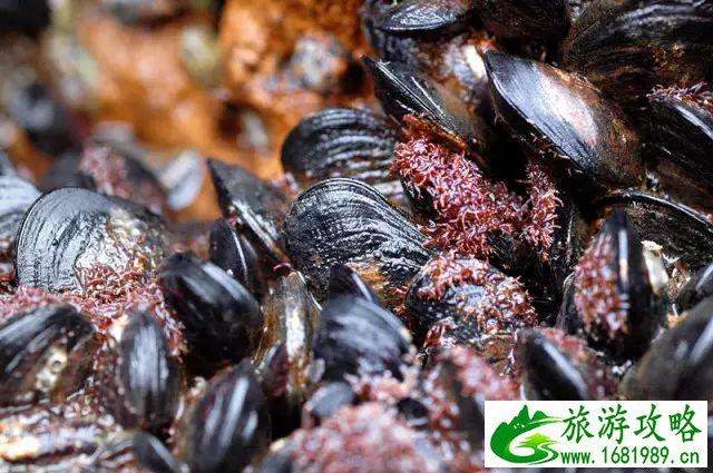 南麂岛地道美食 南麂岛美食有哪些 南麂岛地道美食 南麂岛美食有哪些