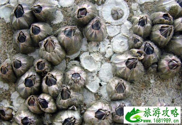 南麂岛地道美食 南麂岛美食有哪些 南麂岛地道美食 南麂岛美食有哪些