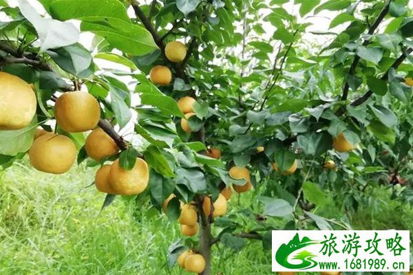 长沙黄桃采摘园推荐 采摘地图+电话号码 长沙黄桃采摘园推荐 采摘地图+电话号码