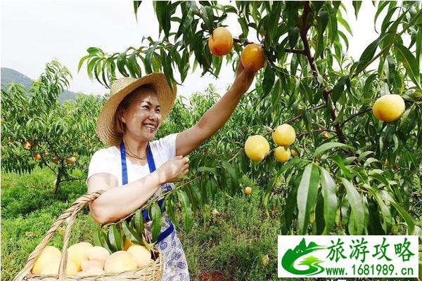 长沙黄桃采摘园推荐 采摘地图+电话号码 长沙黄桃采摘园推荐 采摘地图+电话号码