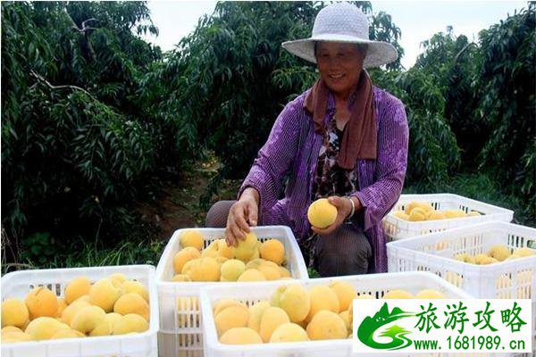 长沙黄桃采摘园推荐 采摘地图+电话号码 长沙黄桃采摘园推荐 采摘地图+电话号码