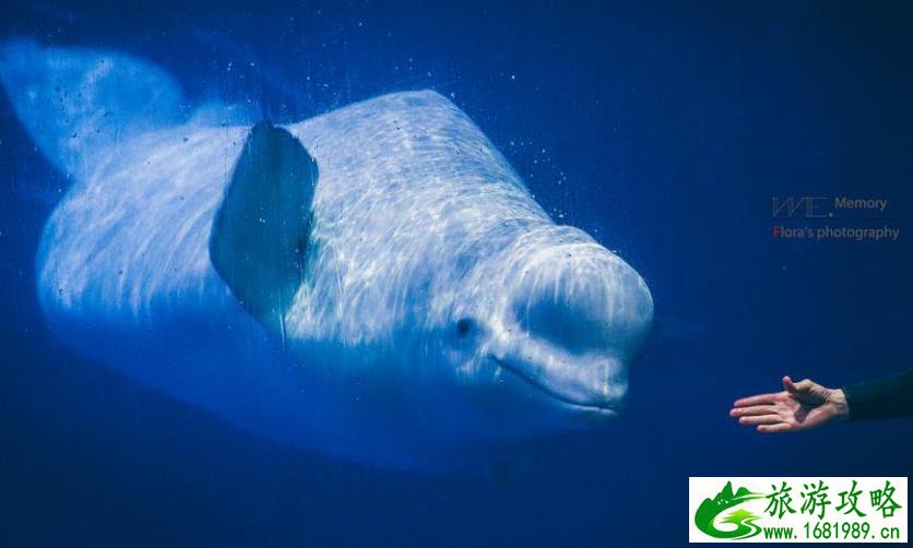珠海长隆海洋国王有什么好玩的项目推荐 珠海长隆海洋国王有什么好玩的项目推荐