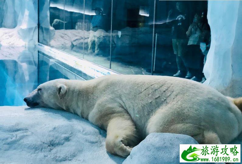 珠海长隆海洋国王有什么好玩的项目推荐 珠海长隆海洋国王有什么好玩的项目推荐