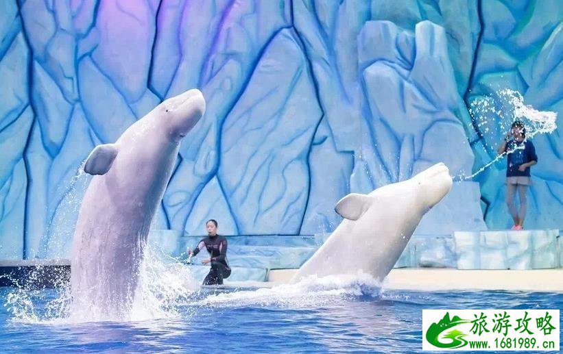 珠海长隆海洋国王有什么好玩的项目推荐 珠海长隆海洋国王有什么好玩的项目推荐