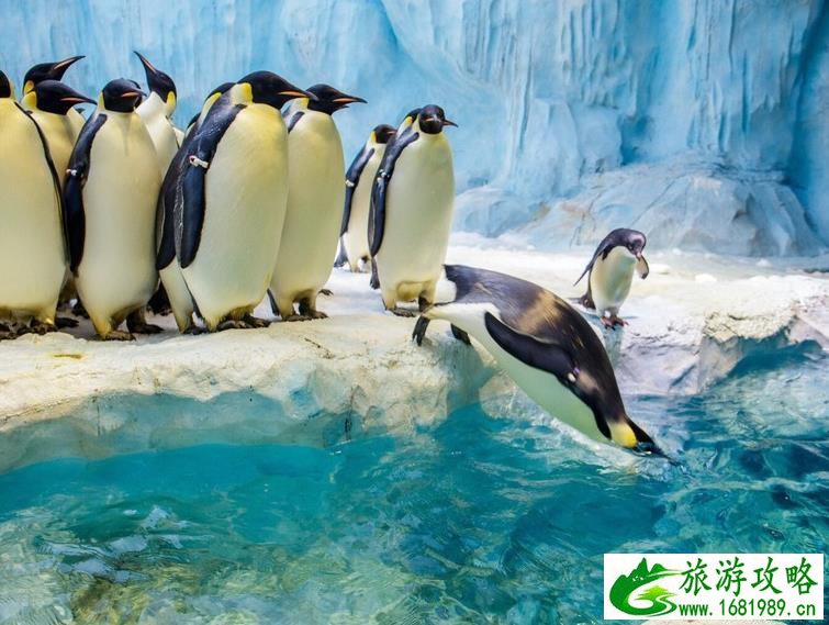 珠海长隆海洋国王有什么好玩的项目推荐 珠海长隆海洋国王有什么好玩的项目推荐