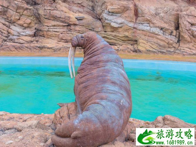 珠海长隆海洋国王有什么好玩的项目推荐 珠海长隆海洋国王有什么好玩的项目推荐
