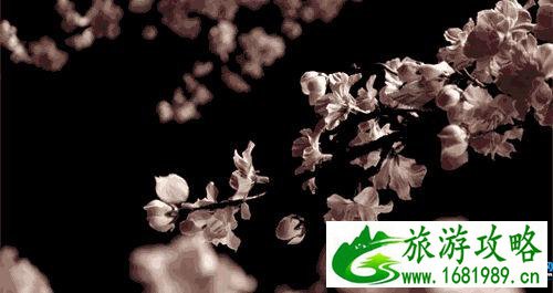 去日本赏樱应该吃什么 日本赏樱美食推荐 去日本赏樱应该吃什么 日本赏樱美食推荐