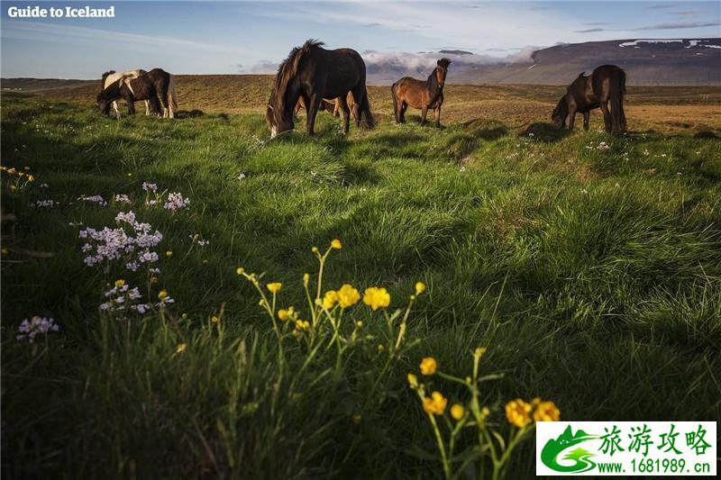 冰岛住在哪里比较好 冰岛住宿攻略 冰岛住在哪里比较好 冰岛住宿攻略