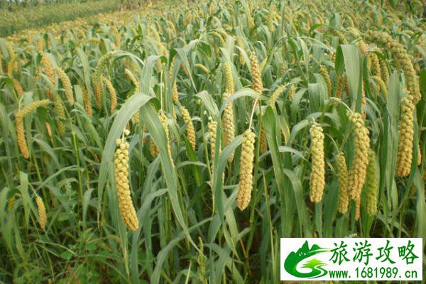 西柏坡景区附近美食推荐 西柏坡景区附近美食推荐