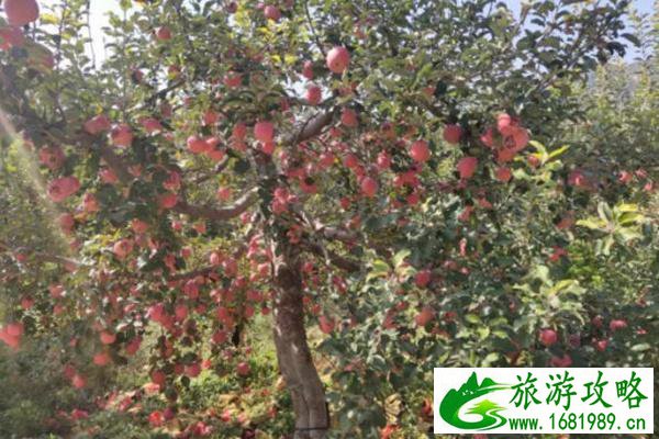 西柏坡景区附近美食推荐 西柏坡景区附近美食推荐