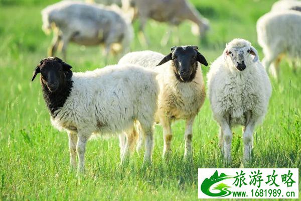 哪个草原的羊肉最好吃 哪里的草原羊肉最好 哪个草原的羊肉最好吃 哪里的草原羊肉最好