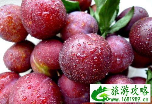 2022嘉兴水果采摘时间地点+采摘价格+交通 2022嘉兴水果采摘时间地点+采摘价格+交通