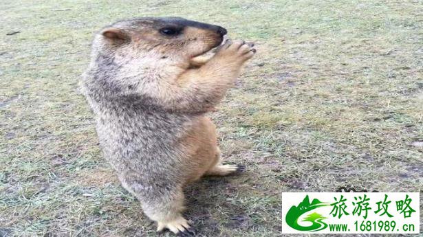 祝桑草原旅游攻略+景点大全 祝桑草原旅游攻略+景点大全