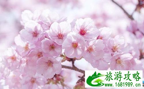 2022长沙芒果樱花节门票+时间+地点