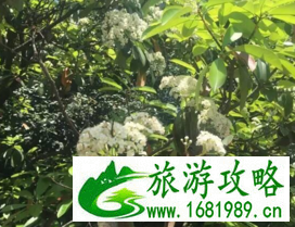 武汉过早美食有哪些 武汉有哪些景点 武汉过早美食有哪些 武汉有哪些景点