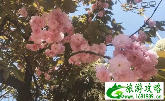 武汉过早美食有哪些 武汉有哪些景点 武汉过早美食有哪些 武汉有哪些景点