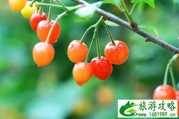 2021北宅樱桃节是什么时候-活动介绍 2021北宅樱桃节是什么时候-活动介绍