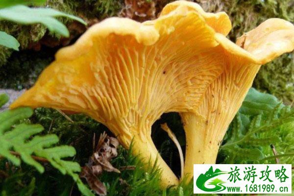云南蘑菇哪些有毒 ​云南省野生菌中毒预警公告
