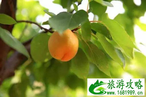 济南特色土特产推荐