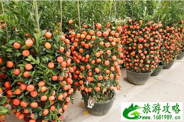 2020江门台山迎春花市1月15日开启 持续时间+活动内容 2020江门台山迎春花市1月15日开启 持续时间+活动内容