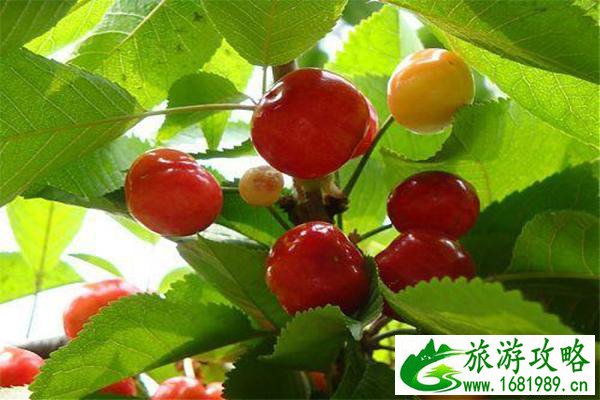 北京京郊五大樱桃园开园 附采摘指南 北京京郊五大樱桃园开园 附采摘指南
