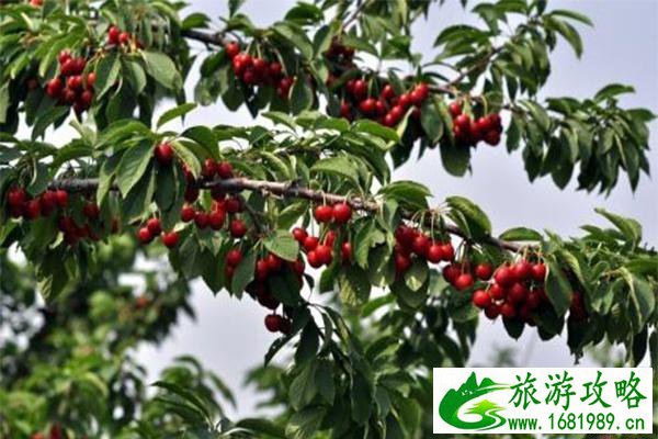 北京京郊五大樱桃园开园 附采摘指南 北京京郊五大樱桃园开园 附采摘指南