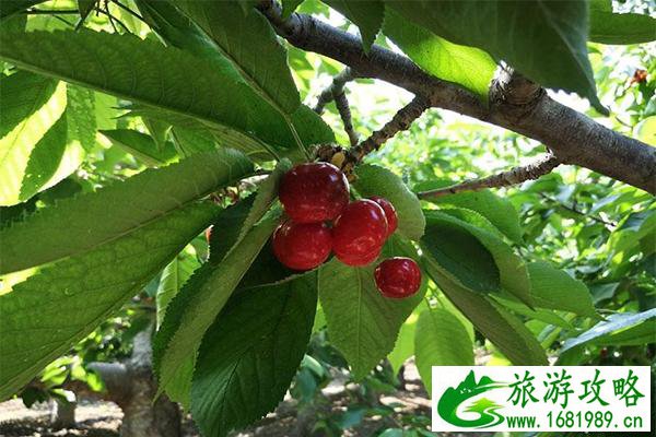 西集镇樱桃园联系方式 地址-预约电话