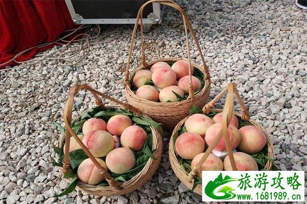 丁宅水蜜桃采摘基地 采摘时间