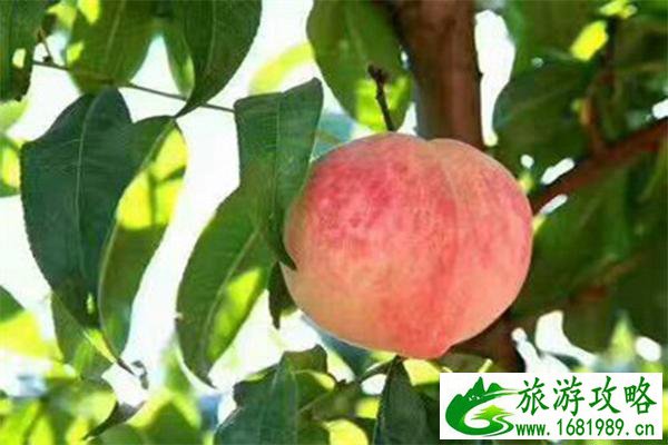 丁宅水蜜桃采摘基地 采摘时间