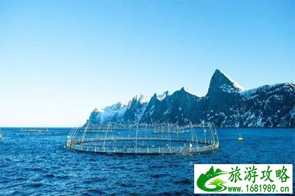 挪威哪里养殖三文鱼 虹鳟鱼和三文鱼的区别