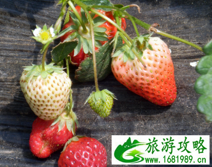苏州哪里有摘草莓的地方 2022苏州草莓采摘出时间+地点+价格