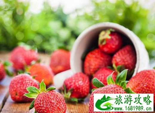 石家庄哪里可以摘草莓 石家庄摘草莓多少钱