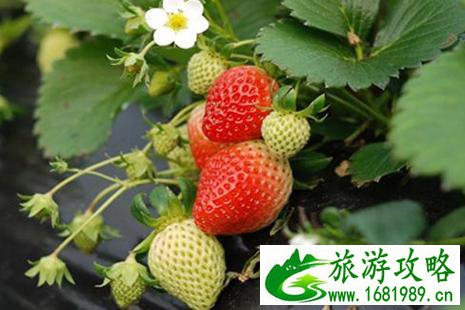 石家庄哪里可以摘草莓 石家庄摘草莓多少钱