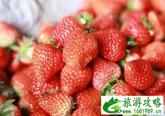 石家庄哪里可以摘草莓 石家庄摘草莓多少钱