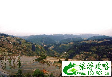 2022重庆涪陵南沱镇枇杷采摘活动时间+地点+价格 2022重庆涪陵南沱镇枇杷采摘活动时间+地点+价格