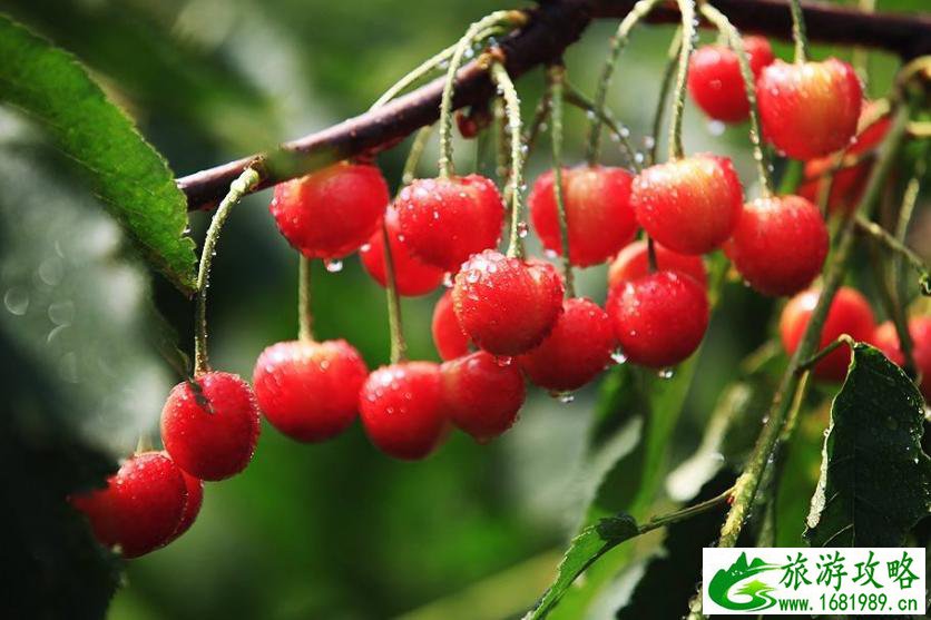 2022浙江温州采摘水果基地地址+交通+参考价格 2022浙江温州采摘水果基地地址+交通+参考价格