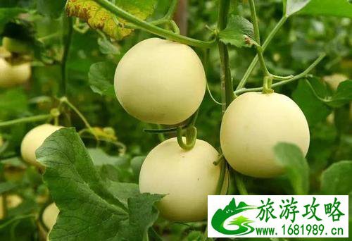 2022浙江温州采摘水果基地地址+交通+参考价格 2022浙江温州采摘水果基地地址+交通+参考价格