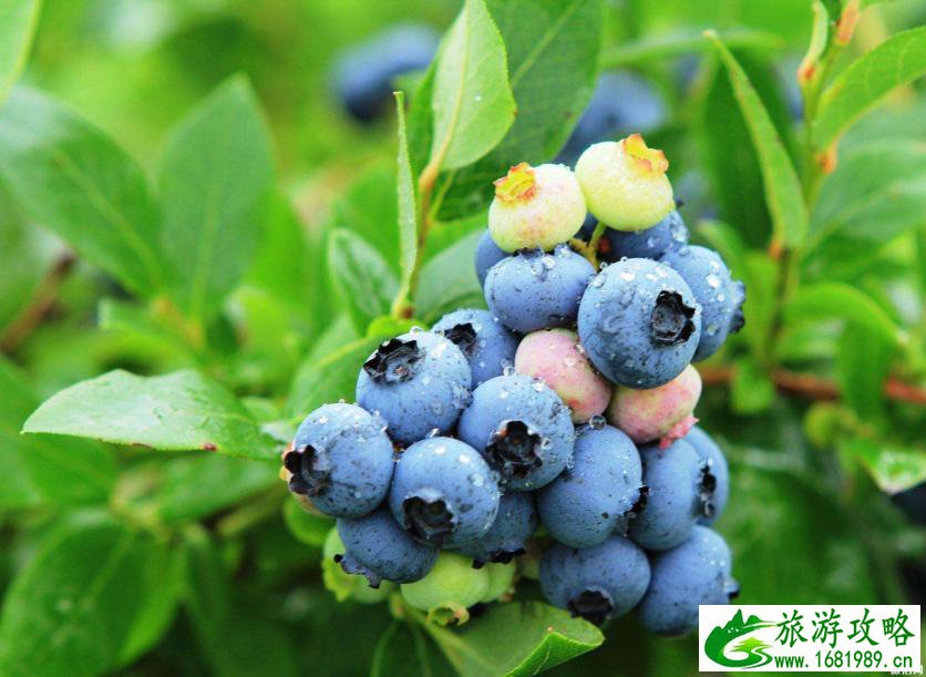 2022浙江温州采摘水果基地地址+交通+参考价格 2022浙江温州采摘水果基地地址+交通+参考价格