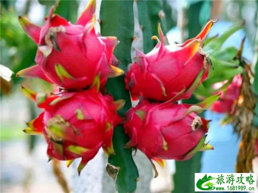 2022浙江温州采摘水果基地地址+交通+参考价格 2022浙江温州采摘水果基地地址+交通+参考价格