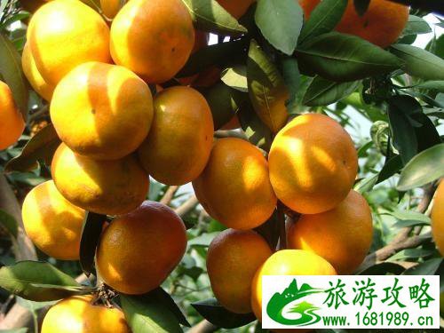 2022浙江温州采摘水果基地地址+交通+参考价格 2022浙江温州采摘水果基地地址+交通+参考价格