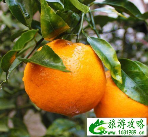 2022浙江温州采摘水果基地地址+交通+参考价格 2022浙江温州采摘水果基地地址+交通+参考价格