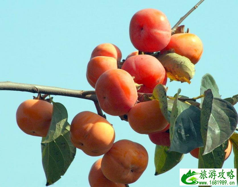 2022浙江温州采摘水果基地地址+交通+参考价格 2022浙江温州采摘水果基地地址+交通+参考价格