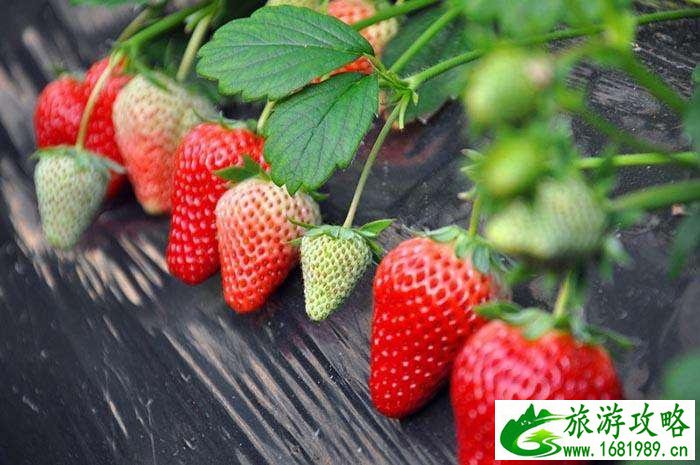 2022桂林水果采摘基地价格+地址+交通 2022桂林水果采摘基地价格+地址+交通