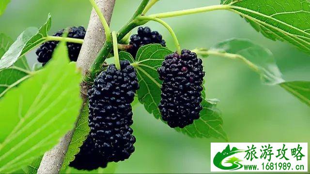 2022桂林水果采摘基地价格+地址+交通 2022桂林水果采摘基地价格+地址+交通