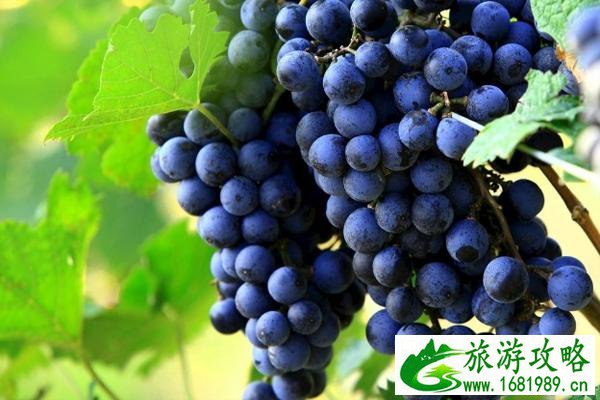 2022福州葡萄采摘园在哪+门票+最佳采摘时间 2022福州葡萄采摘园在哪+门票+最佳采摘时间