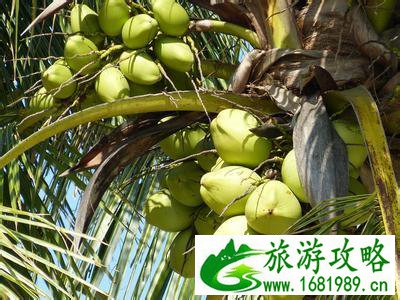 海南岛有哪些水果 海南岛主要生产什么水果 三亚特产水果有哪些 海南岛有哪些水果 海南岛主要生产什么水果 三亚特产水果有哪些