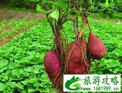 湛江特产有哪些 特产介绍 湛江特产有哪些 特产介绍