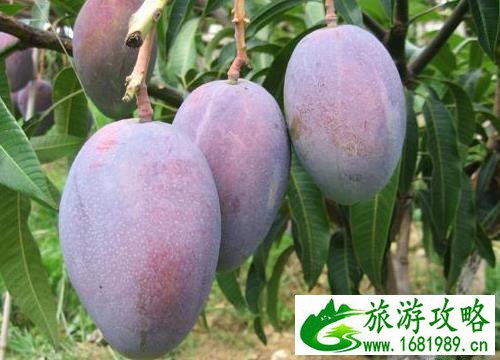 湛江特产有哪些 特产介绍 湛江特产有哪些 特产介绍